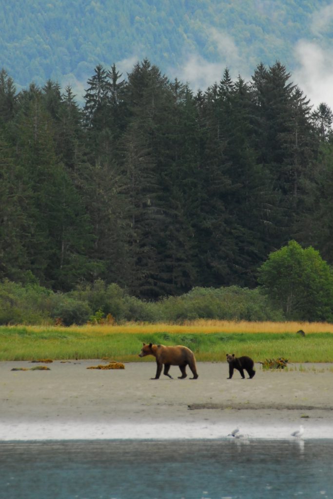 Wildlife Viewing